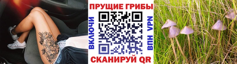 OMG ссылка  сколько стоит  Тавда  Псилоцибиновые грибы прущие грибы 